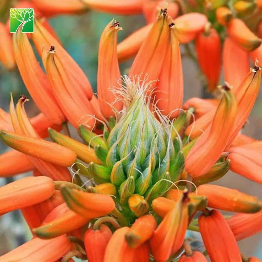 30-60cm height Sand Aloe succulent plants Aloe hereroensis