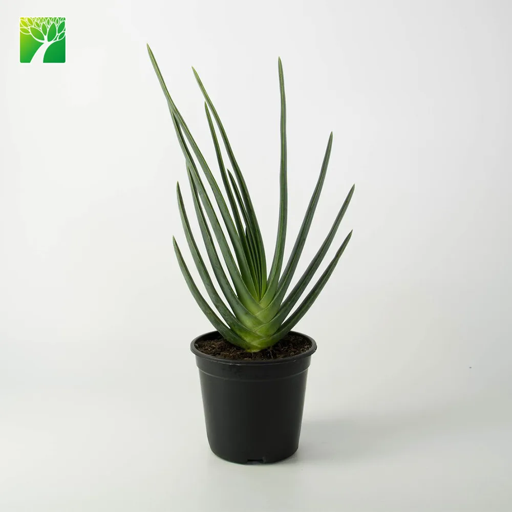 Hot sale full sun exposure Fan Aloe succulent Aloe plicatilis