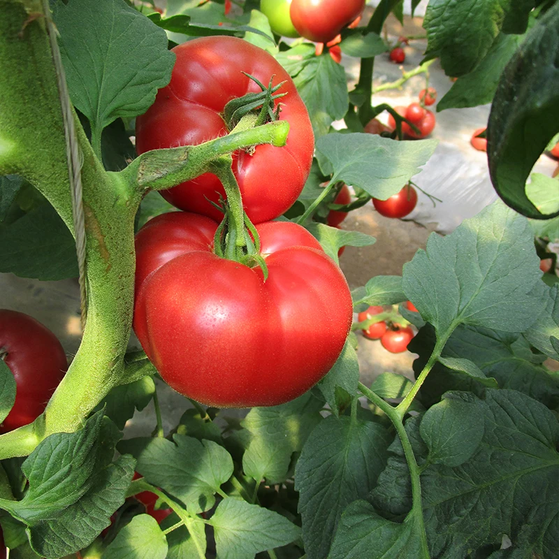 Оптовая продажа пятно питания розовый Семена помидоров Черри