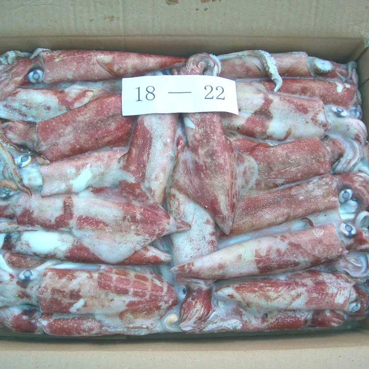 
Good price frozen squid whole Chinese Loligo Squid frozen illex squid for sale 