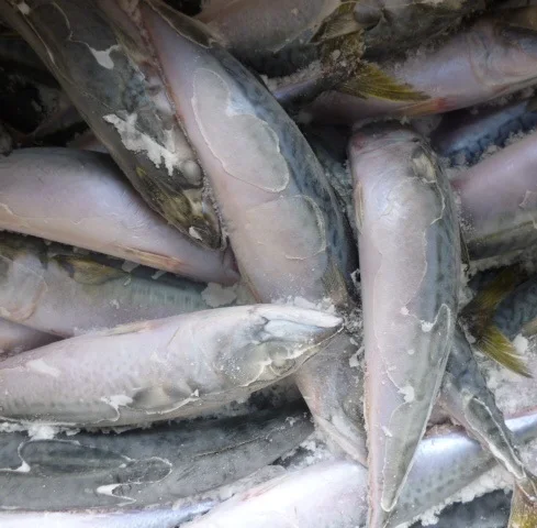  Замороженная круглая китайская рыба замороженная японская скумбрия для маркетинга продажи из