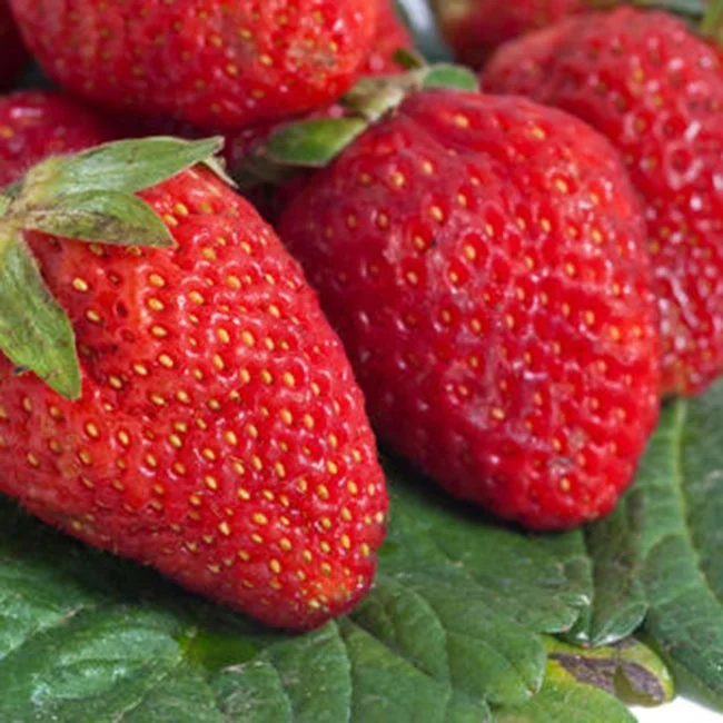
Cultivated IQF Frozen Strawberry in Competitive Price 