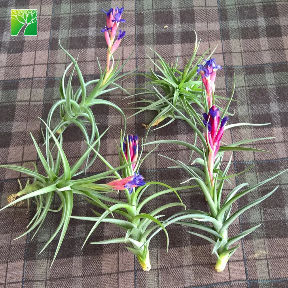 
Hot sale 2-3 inch height green live air plant T.Bergeri hybrid 