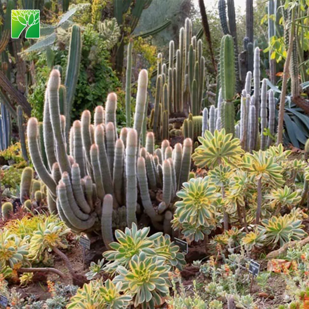 Hot sale full sun live succulent plant Copper Pinwheel Aeonium Sunburst