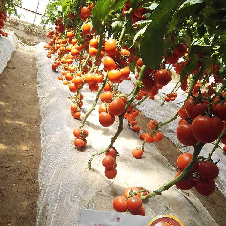 Энергичный рост фруктов Размер 260 г красные семена томатов