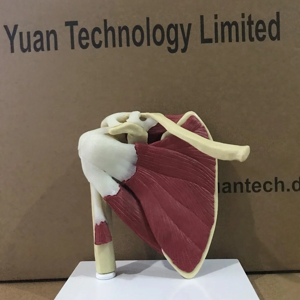 Human Muscled Shoulder Joint with Skeleton Anatomy Model