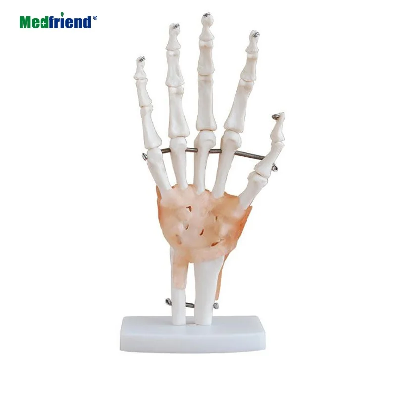 Factory Price Life Size Human Hand and Wrist Skeleton Model on Base