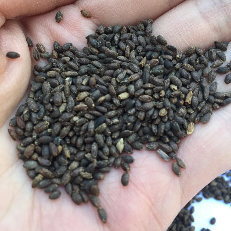 Лидер продаж 2021, семена цветов Красной сальвии для посадки