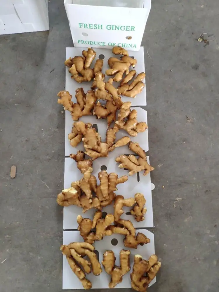 
Fresh ginger specification 