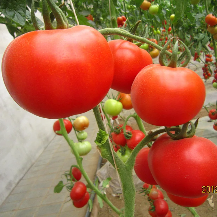 Семена гибридного помидора семена сыпучих овощей