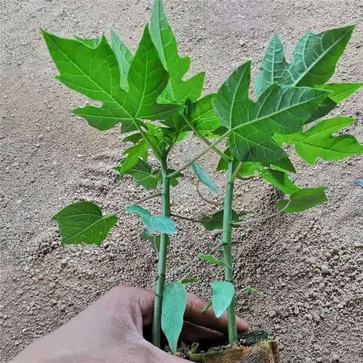 
High Yield Taiwan F1 Hybrid pawpaw seeds /Papaya Seeds with yellow flesh 