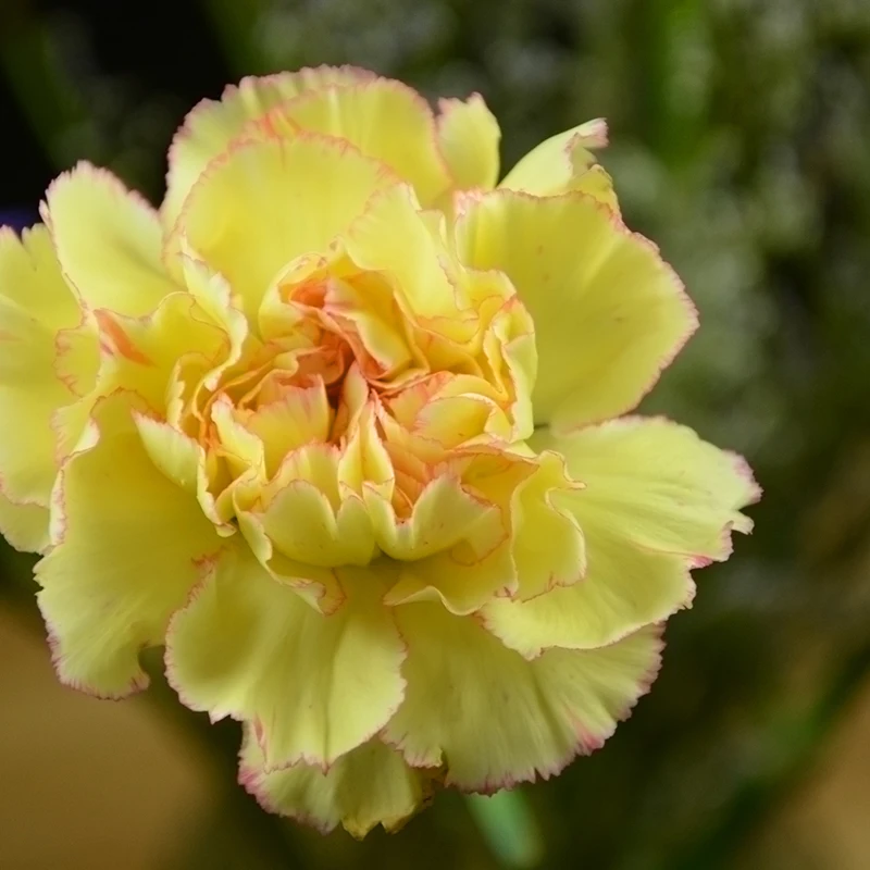 
Floral shop fresh flowers flower bouquet nature yellow carnation 