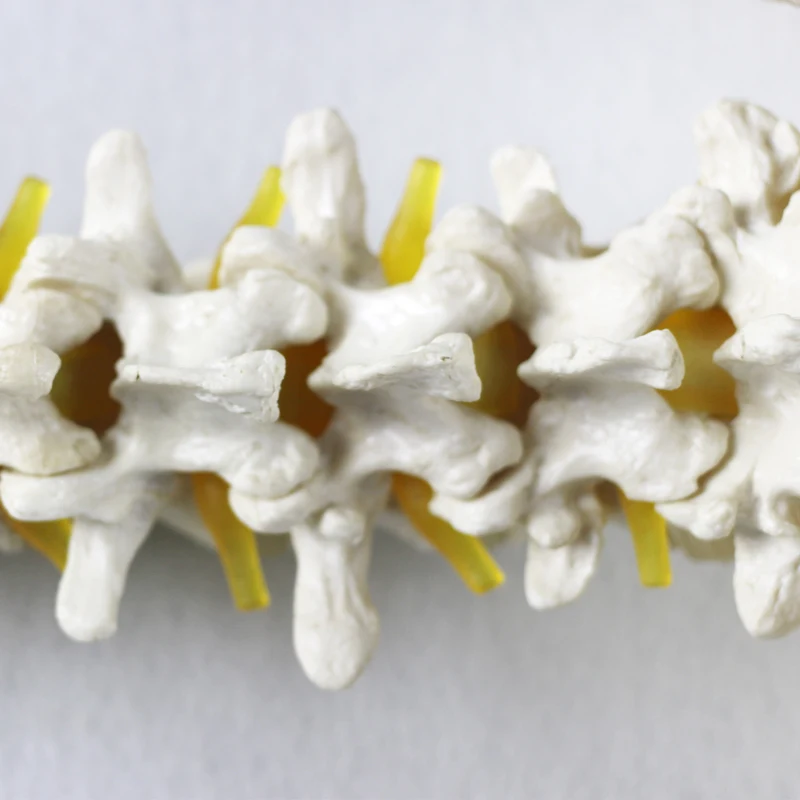 
YUEYONG Spine, pelvis, european shape, Medical Spinnal Column Anatomical Human Model, 