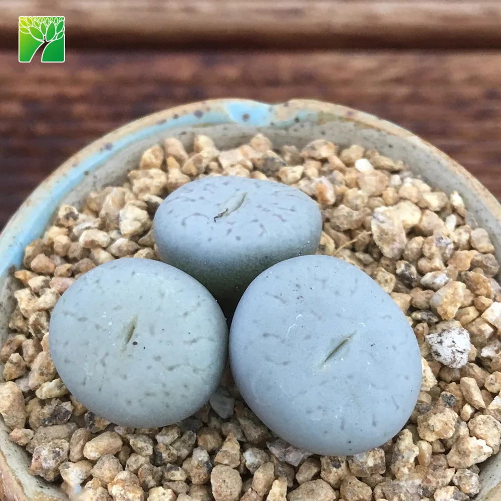 
Cheap wholesale natural living stone Lithops pseudo volkii succulent plants 