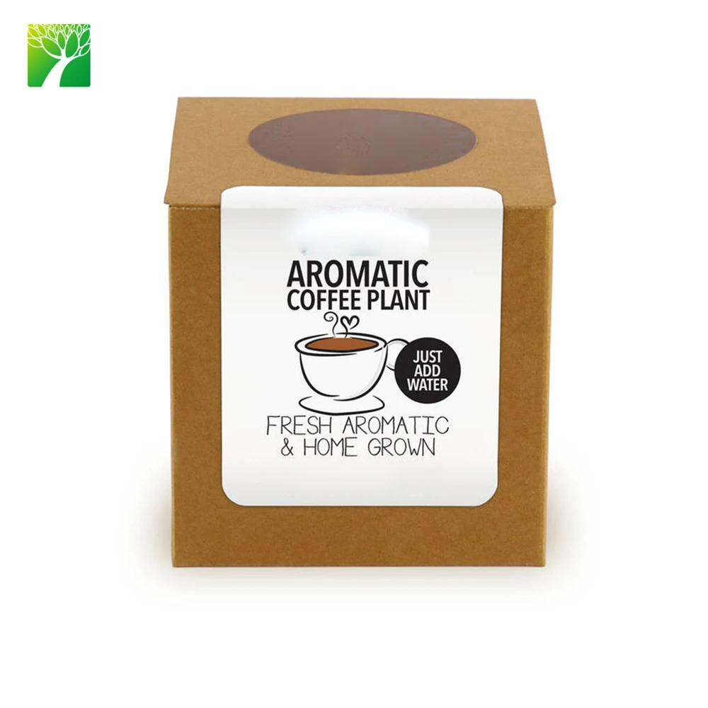 
 Горячая Распродажа, персонализированный набор кофейных растений Coffea arabica Grow  