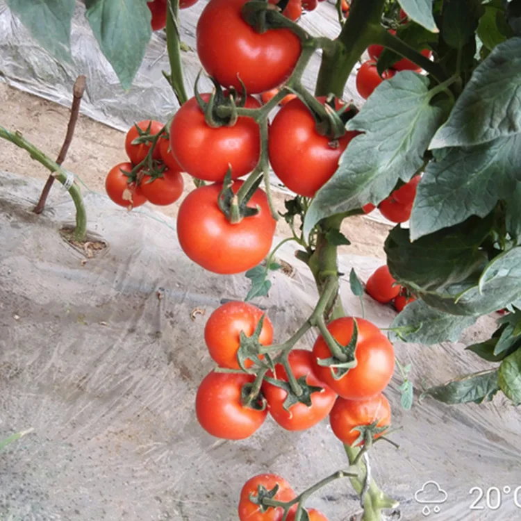 Китайские поставки недетерминированных семян томатов для продажи