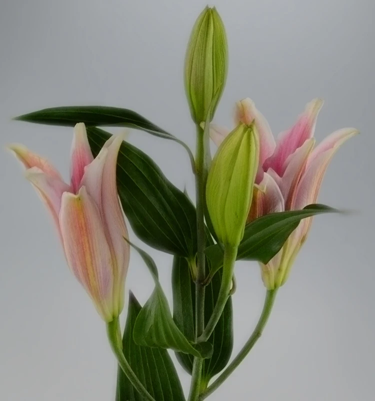 
Fresh cut flowers bulk flower market lily flower bouquet 