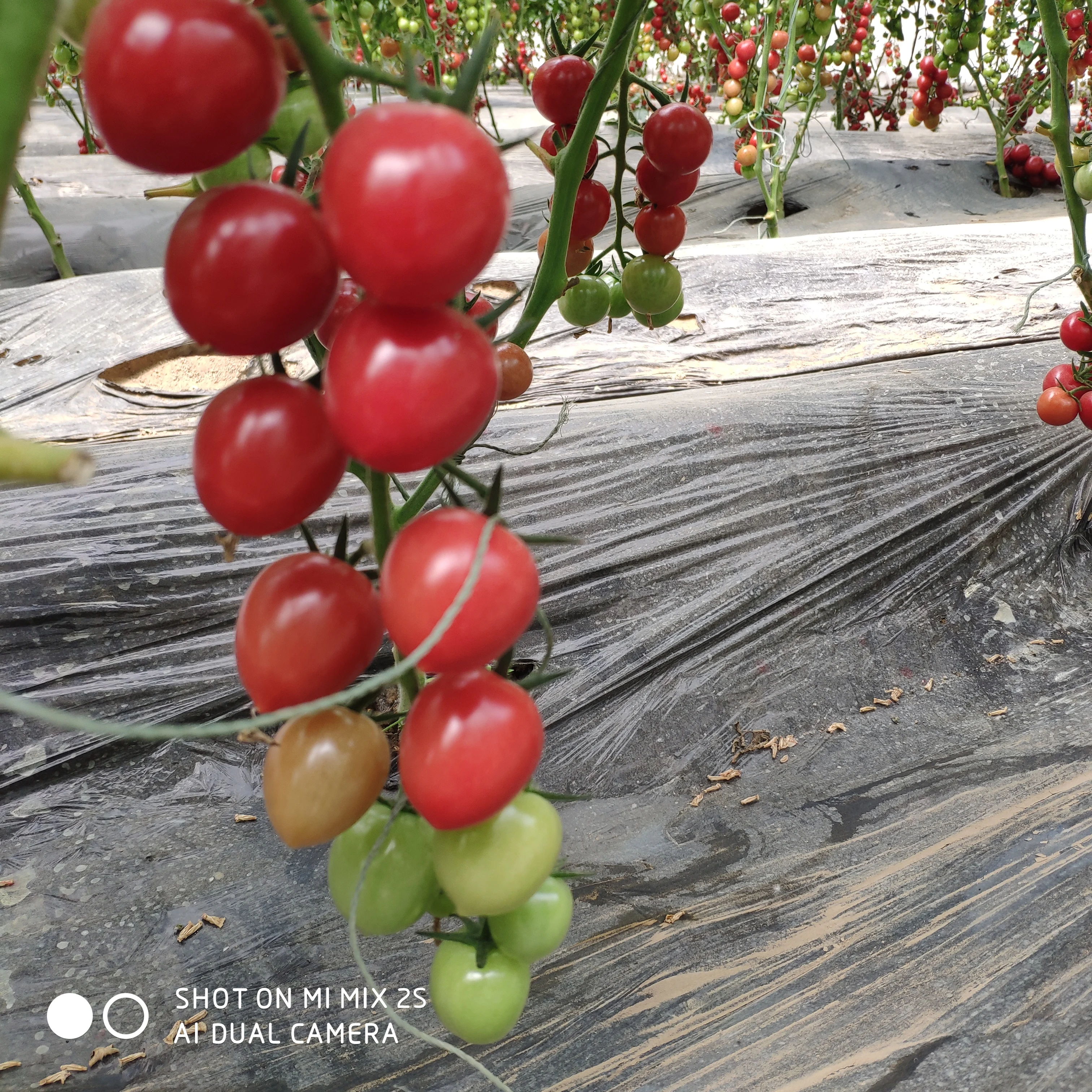 
high resistance high yield hybrid f1 red tomato seeds for sale 