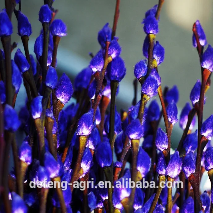 Wholesale fresh cut branches salix pussy willow for Christmas decoration