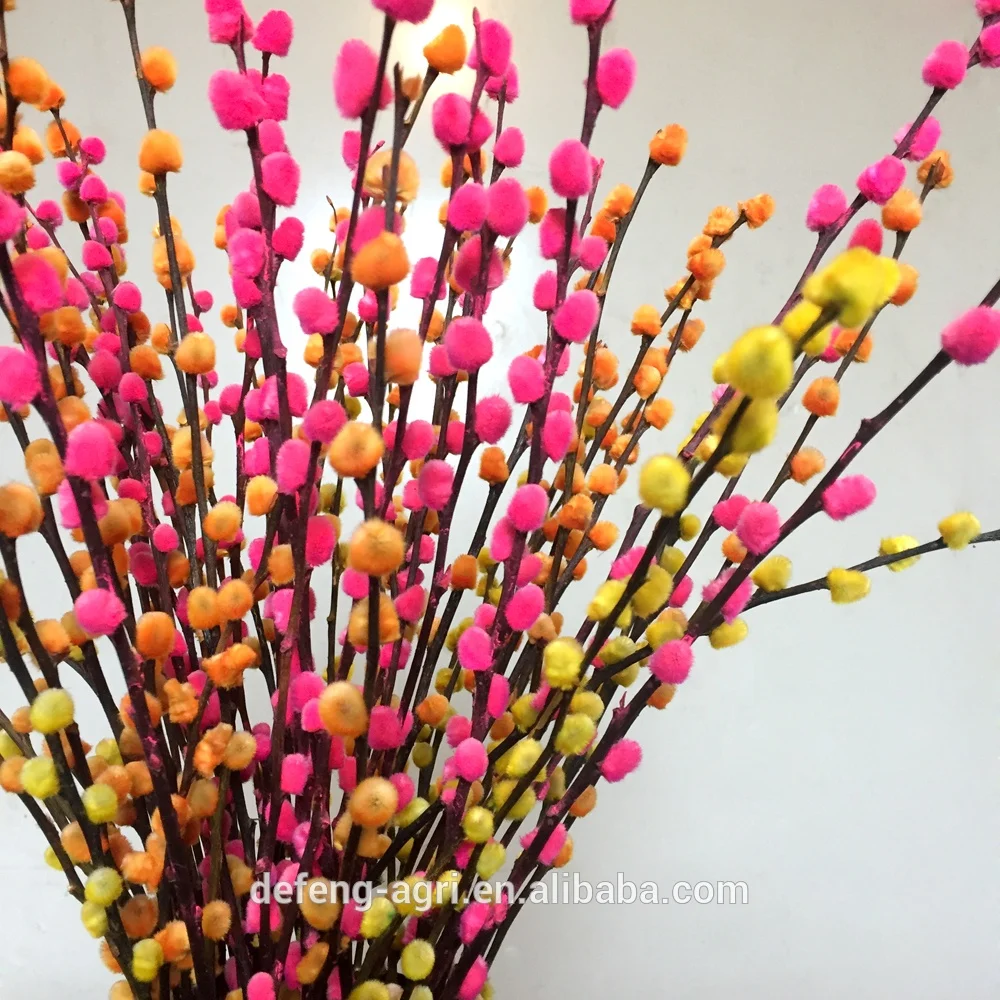 Real fresh flower Salix nice cut flower pussy willow for celebration decoration flower