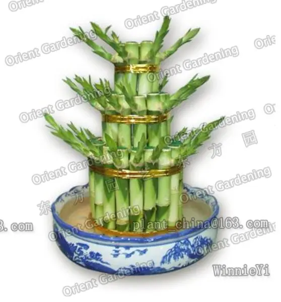 BIG-3 TOWER LUCKY BAMBOO/DRACAENA SANDERIANA /live plants/houseplants/bonsai
