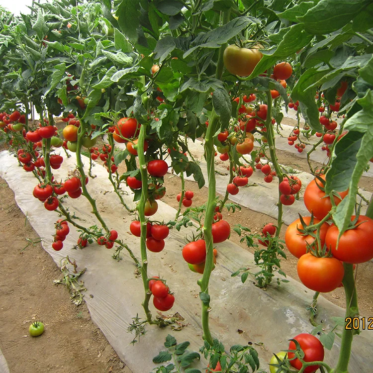 Хорошее Качество Гибридных детермированных семян томатов
