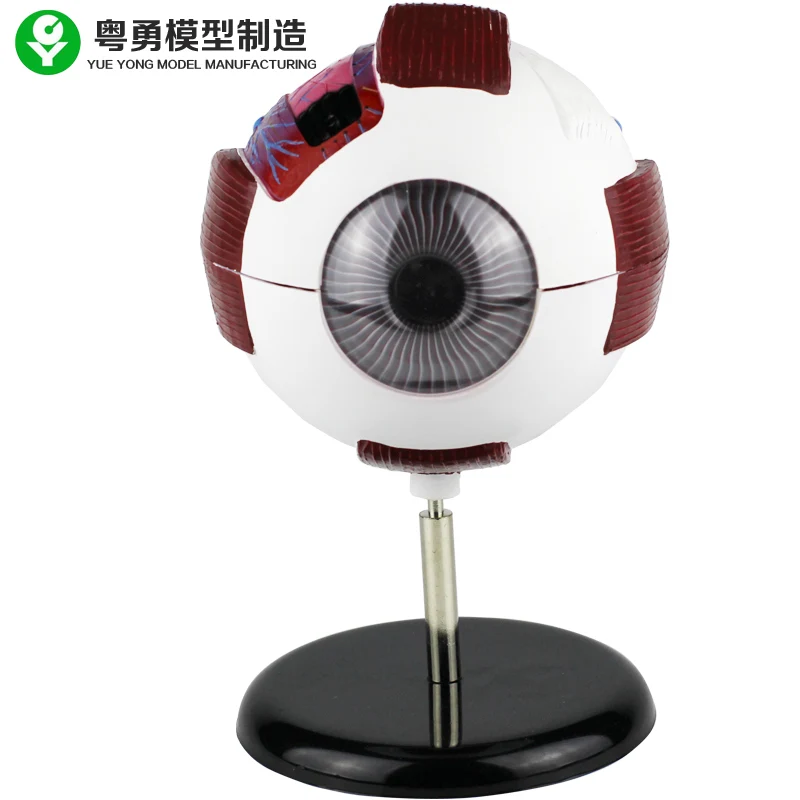 Plastic Human Anatomy Enlarges Eyeball Model 6 Times