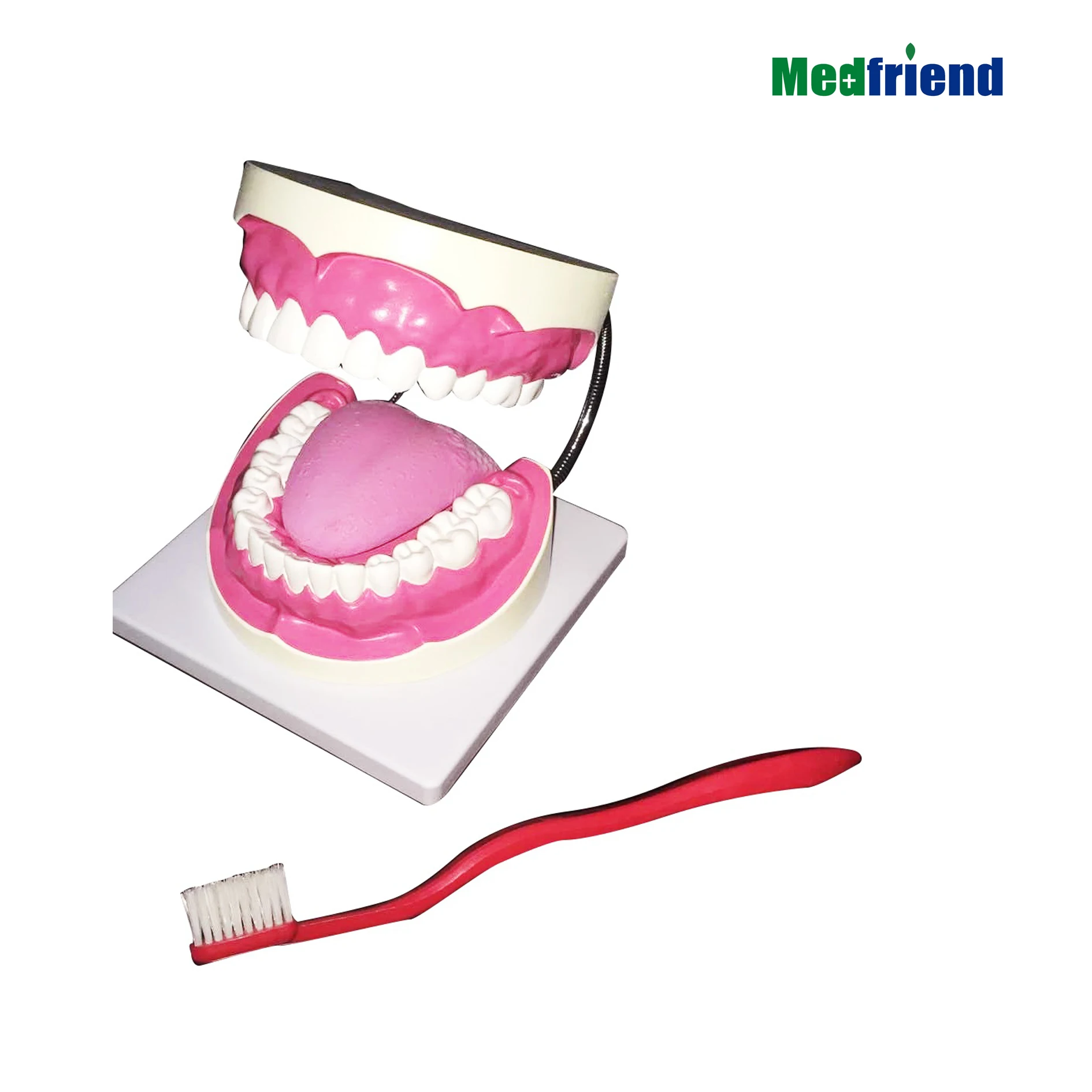 
Dental Model Brushing Flossing Practice Teeth Model Teaching Studying Standard Size 