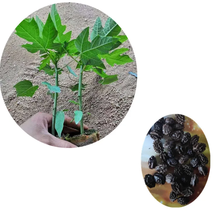 
High Yield Taiwan F1 Hybrid pawpaw seeds /Papaya Seeds with yellow flesh 