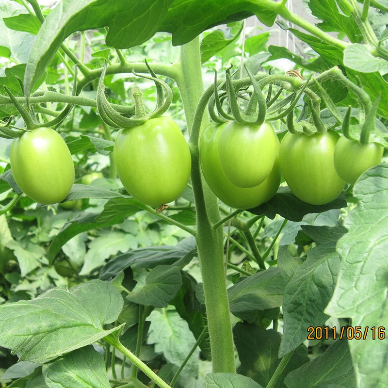 Неопределенный семена гибридного помидора для продажи семян томатов