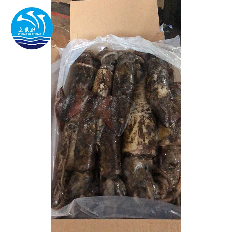 Китайский поставщик морской замороженный круглый кальмар для Индийского океана