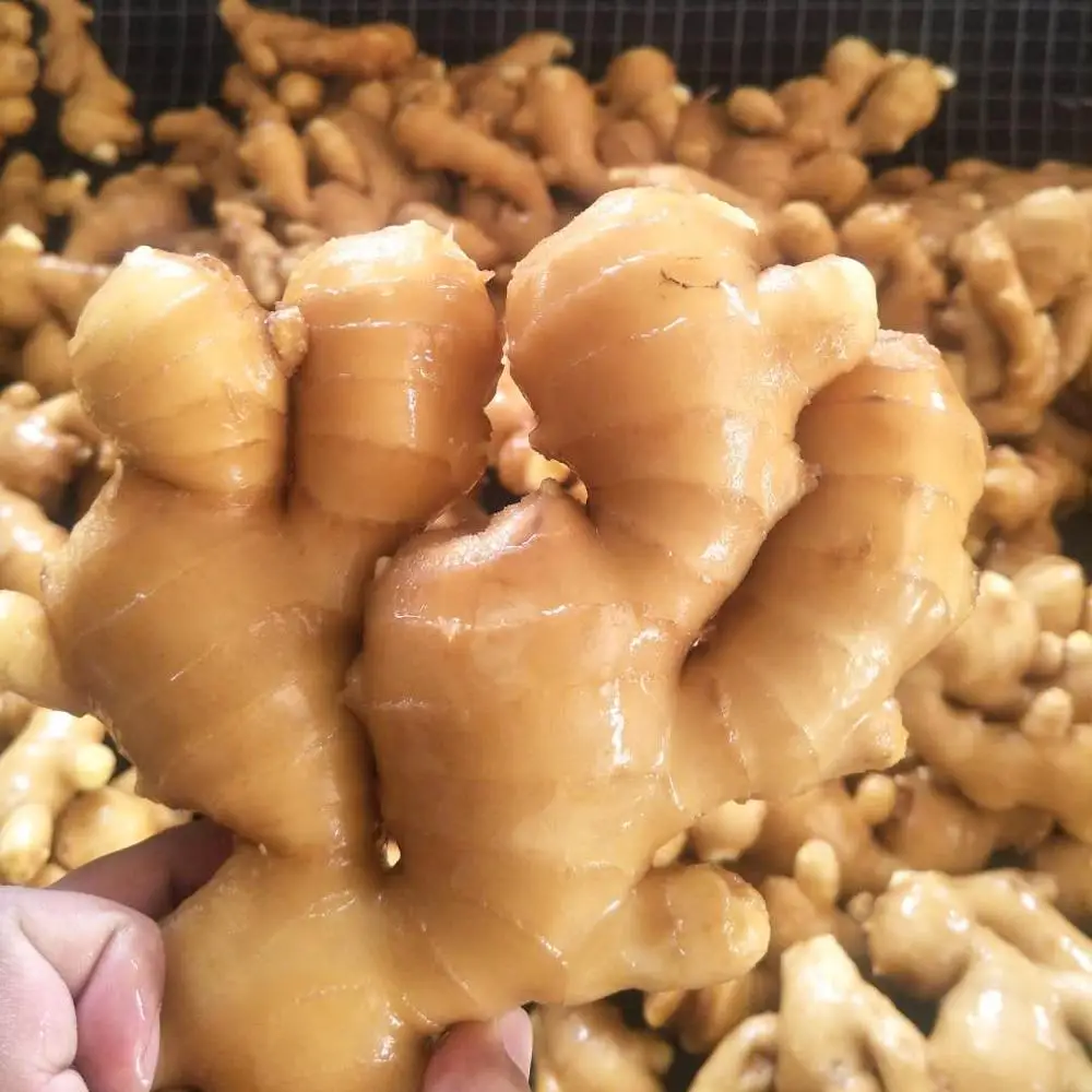 import ginger 2019 fresh ginger market price