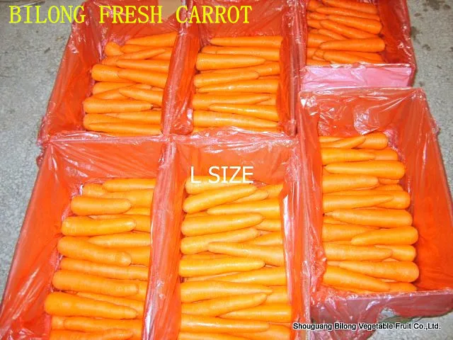 
New crop fresh chinese carrots origin Shandong/Hebei/Mogolia/Xiamen 