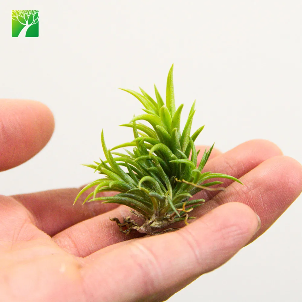 Недорогие субтропы, живые воздушные растения, высота 3-5 дюймов, оптовая продажа