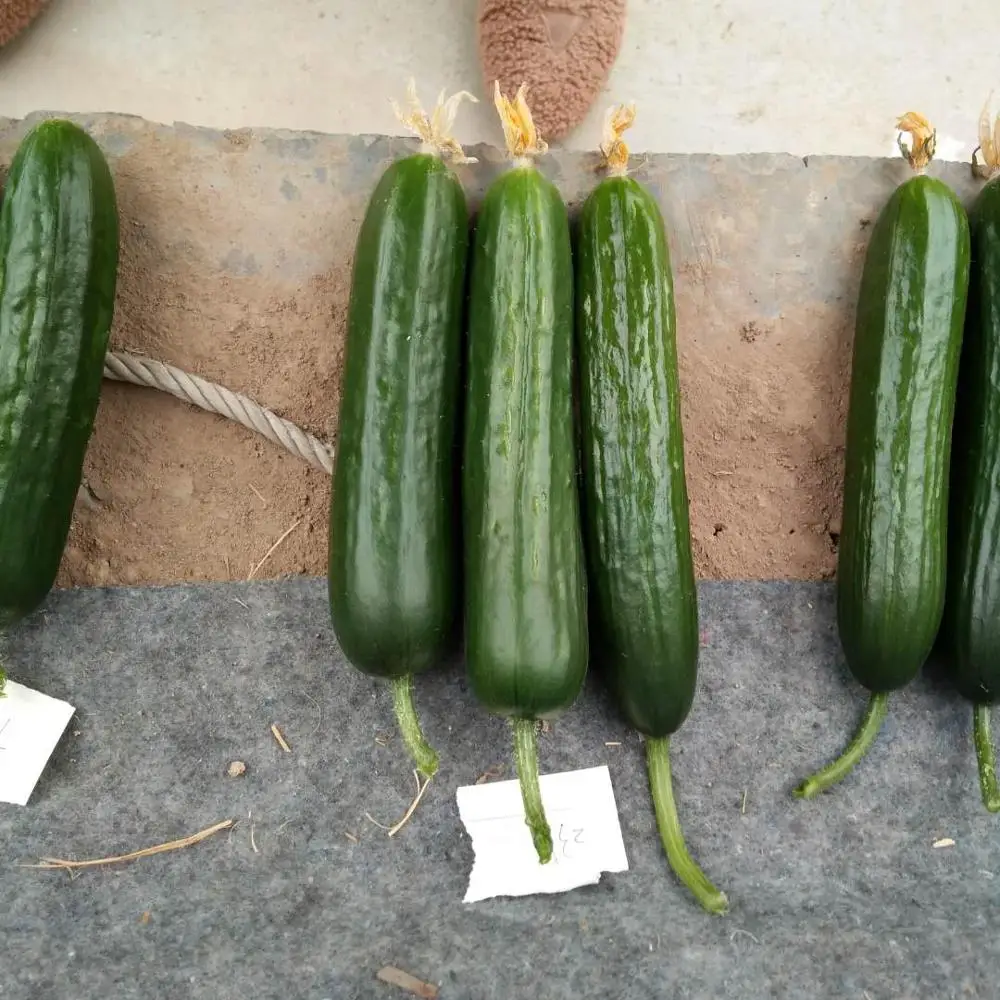 Гибридные маленькие семена огурца, суперранняя зрелость, малоен F1