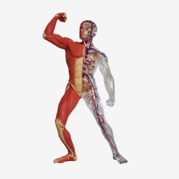 GelsonLab HSBM-150 Human Muscle Anatomy Model Human male muscular model