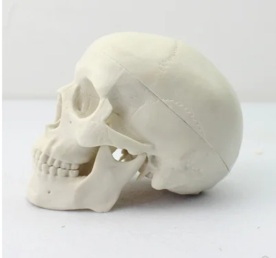 human anatomy type model Life-size Human Plastic Skull Model