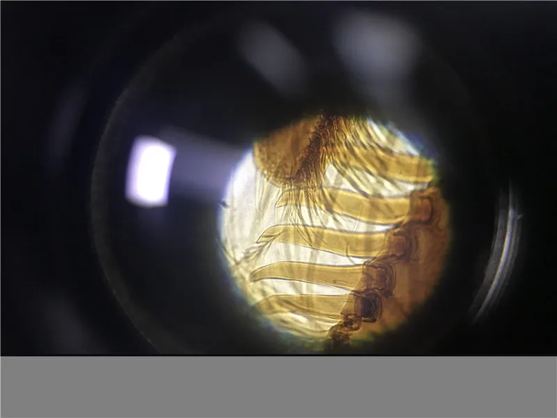 EOC Light Optical Compound Monocular Biological Microscope price