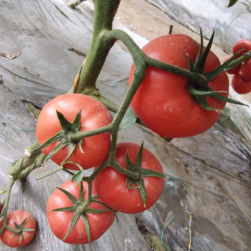 Высокое качество и высокий выход F1 семена гибридного помидора