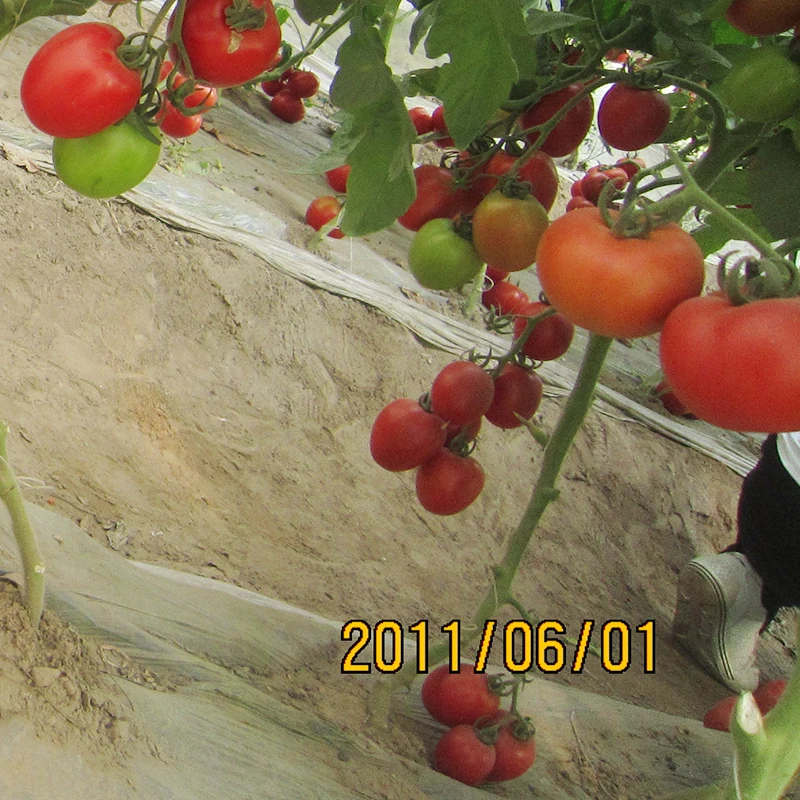 Определите красный обработки томата энергичный рост