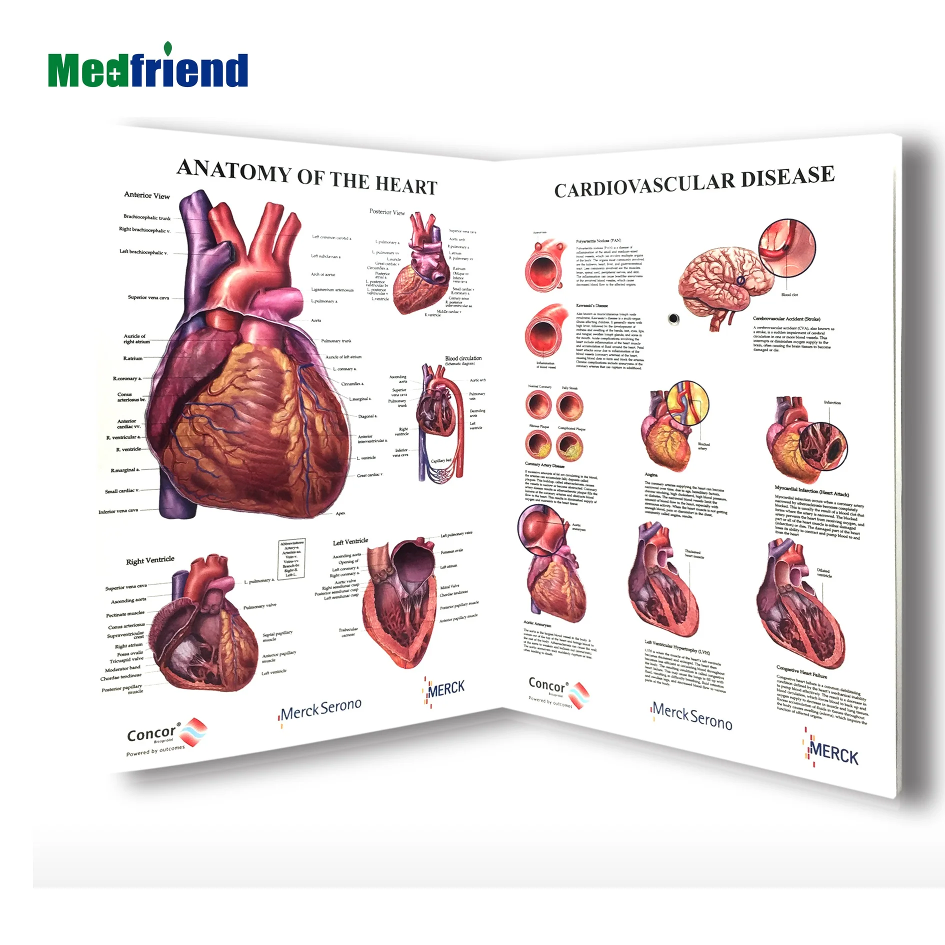 
3D Anatomical Chart Book with Medical Wheels- Topic: the Heart Many Designs Available 