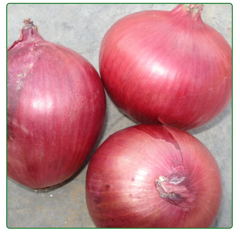 
High Quality Fresh Red Onion Packing With Onion Sacks 
