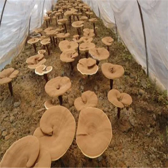 100% Natural Ganoderma Dry Extract/Reishi Mushroom Extract Polysaccharides powder 10%-50%