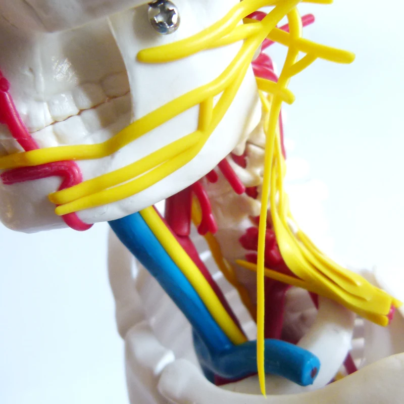 85CM skeleton model  anatomy skeleton human plastic skeleton