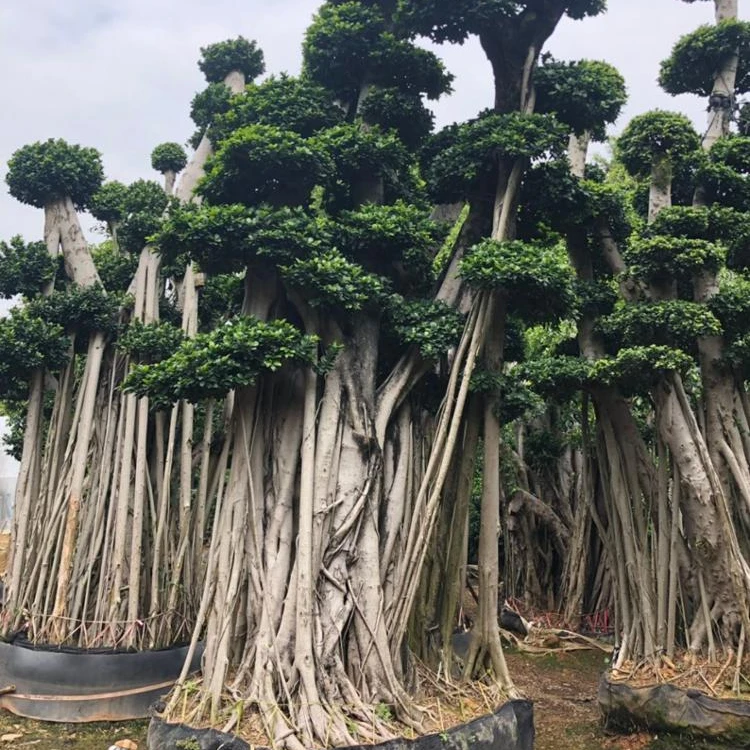 
Фикус микрокарпа, большой бонсай 