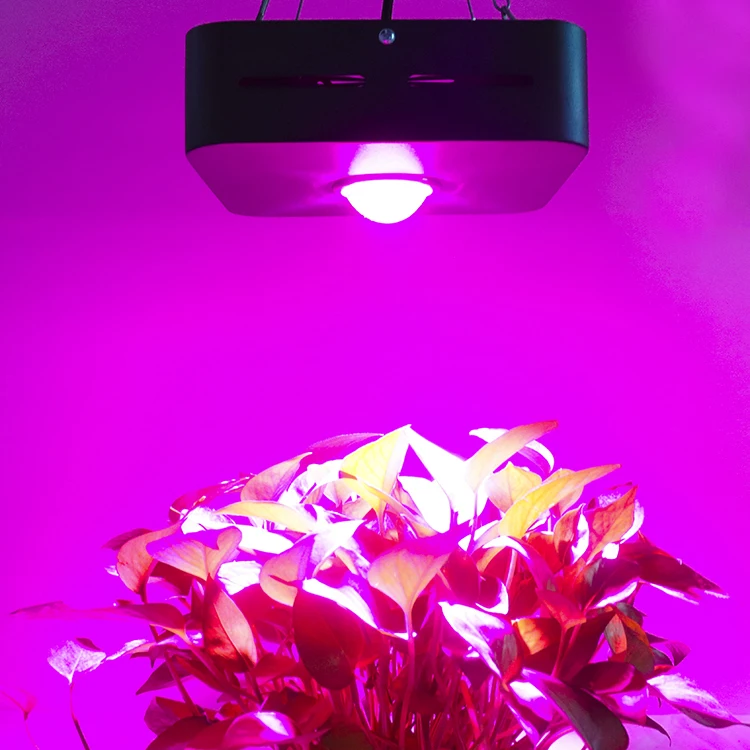 Factory Direct Single Head 50W Plants Glowing Sunplus LED Cob Grow Light