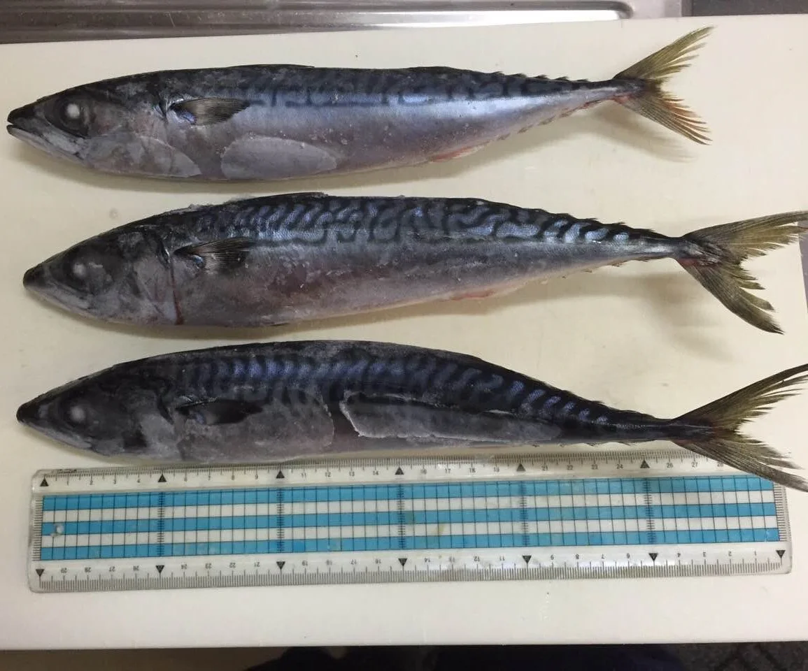  Замороженная круглая китайская рыба замороженная японская скумбрия для маркетинга продажи из