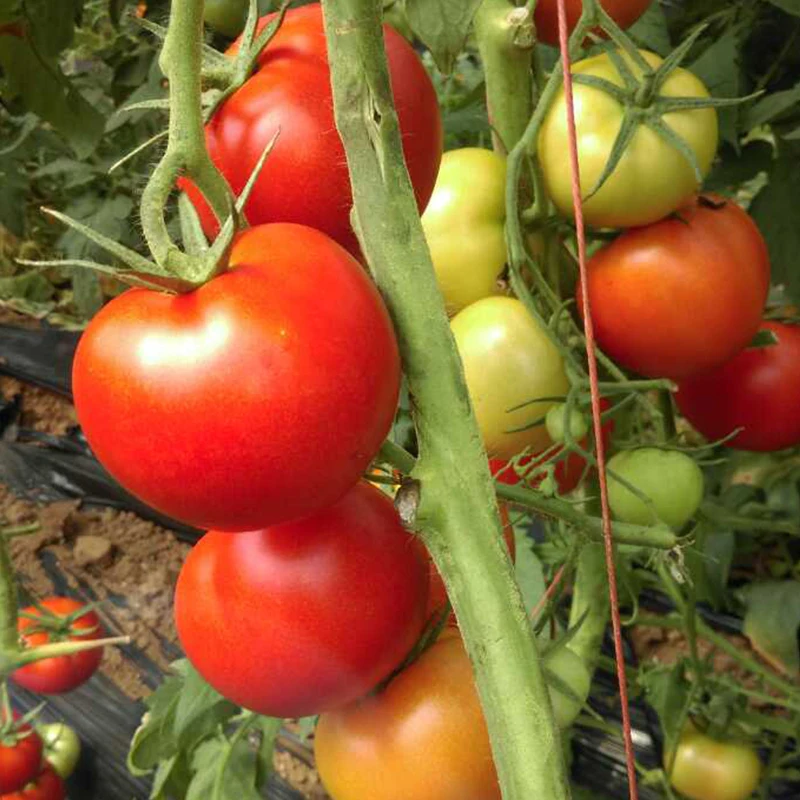 Подходит для ранней весны H58 неопределенное Семена помидоров