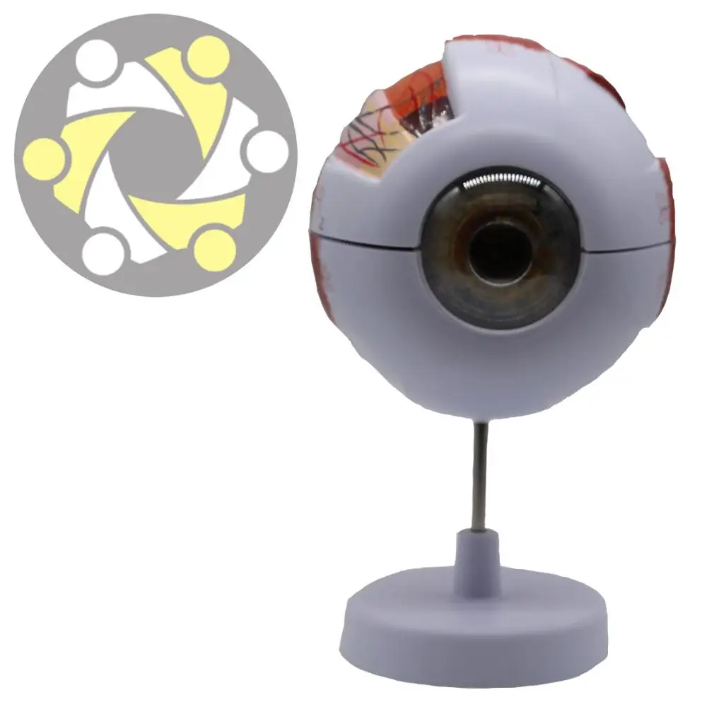 6 times enlarged  model plastic human anatomical study Eye Model