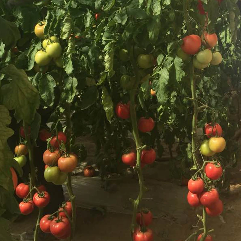 Гибридный F1 неопределенное хорошую упругость розовый помидор Семена